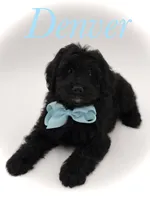 F1BB Denver, a male Miniature Bernedoodle for sale in Mayfield, KY – Photo 1 of 10