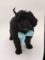 F1BB Denver, a male Miniature Bernedoodle for sale in Mayfield, KY – Photo 3 of 10