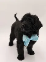 F1BB Denver, a male Miniature Bernedoodle for sale in Mayfield, KY – Photo 6 of 10