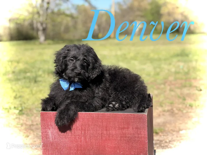 F1BB Denver – Miniature Bernedoodle puppy for sale in Mayfield, KY