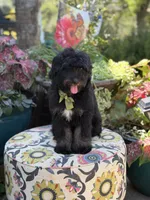 F1 Tyler, a male Bernedoodle for sale in Mayfield, KY – 8 of 10