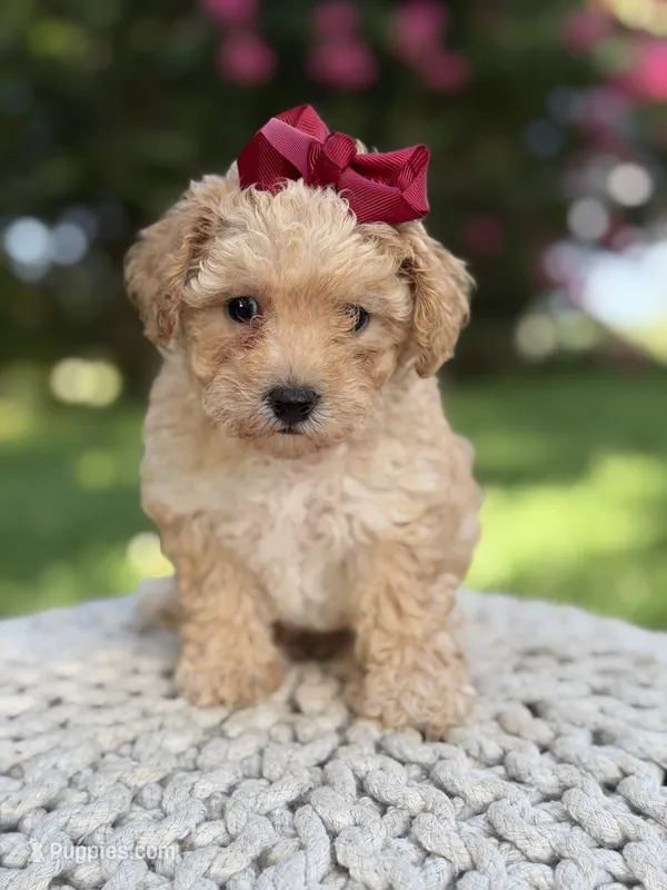 Brandy – Maltipoo puppy for sale in Mayfield, KY