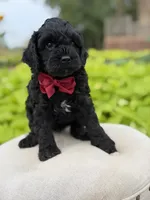 Archer, a male Cavapoo for sale in Mayfield, KY – 3 of 5