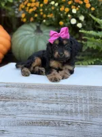 F1 Scarlett, a female Cavapoo for sale in Mayfield, KY – 8 of 10