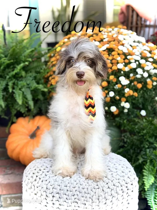 Freedom – Miniature Bernedoodle puppy for sale in Mayfield, KY