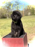 Carson, a male Bernedoodle for sale in Mayfield, KY – Photo 1 of 9