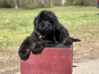 Carson, a male Bernedoodle for sale in Mayfield, KY – Photo 7 of 9
