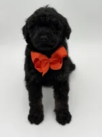 Carson, a male Bernedoodle for sale in Mayfield, KY – Photo 3 of 10