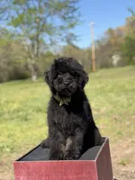 Carson, a male Bernedoodle for sale in Mayfield, KY – Photo 2 of 9
