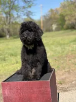 Carson, a male Bernedoodle for sale in Mayfield, KY – Photo 6 of 9