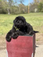Carson, a male Bernedoodle for sale in Mayfield, KY – Photo 8 of 9