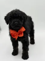 Carson, a male Bernedoodle for sale in Mayfield, KY – Photo 6 of 10