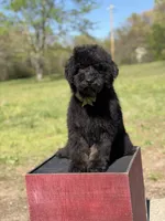 Carson, a male Bernedoodle for sale in Mayfield, KY – Photo 5 of 9