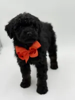 Carson, a male Bernedoodle for sale in Mayfield, KY – Photo 5 of 10