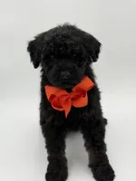 Carson, a male Bernedoodle for sale in Mayfield, KY – Photo 8 of 10