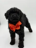 Carson, a male Bernedoodle for sale in Mayfield, KY – Photo 2 of 10