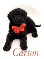 Carson, a male Bernedoodle for sale in Mayfield, KY – Photo 1 of 10