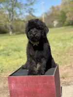 Carson, a male Bernedoodle for sale in Mayfield, KY – Photo 9 of 9