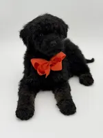 Carson, a male Bernedoodle for sale in Mayfield, KY – Photo 10 of 10