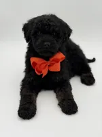 Carson, a male Bernedoodle for sale in Mayfield, KY – Photo 9 of 10