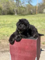 Carson, a male Bernedoodle for sale in Mayfield, KY – Photo 4 of 9