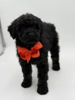 Carson, a male Bernedoodle for sale in Mayfield, KY – Photo 4 of 10