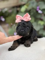 Jenny, a female Miniature Bernedoodle for sale in Mayfield, KY – 5 of 6
