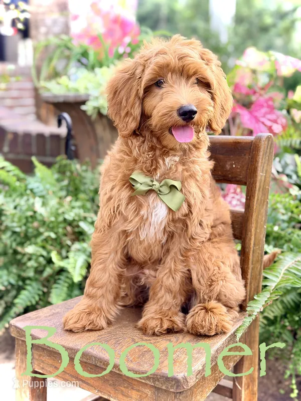Boomer  – Miniature Goldendoodle puppy for sale in Mayfield, KY