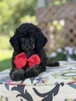 AKC Parker, a male Poodle - Toy  for sale in Mayfield, KY – 5 of 9