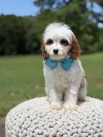 Dawson, a male Cavapoo for sale in Mayfield, KY – 2 of 10