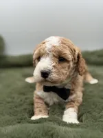 Lincoln , a male Maltipoo for sale in Mayfield, KY – Photo 3 of 10