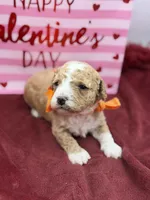 Orange, a male Maltipoo for sale in Mayfield, KY – Photo 6 of 10