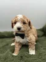 Lincoln , a male Maltipoo for sale in Mayfield, KY – Photo 1 of 10