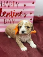 Orange, a male Maltipoo for sale in Mayfield, KY – Photo 2 of 10