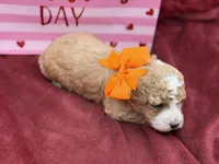 Orange, a male Maltipoo for sale in Mayfield, KY – Photo 10 of 10