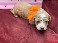 Orange, a male Maltipoo for sale in Mayfield, KY – Photo 9 of 10