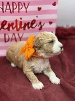 Orange, a male Maltipoo for sale in Mayfield, KY – Photo 8 of 10