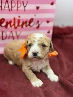 Orange, a male Maltipoo for sale in Mayfield, KY – Photo 3 of 10