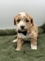 Lincoln , a male Maltipoo for sale in Mayfield, KY – Photo 7 of 10