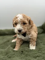 Lincoln , a male Maltipoo for sale in Mayfield, KY – Photo 9 of 10