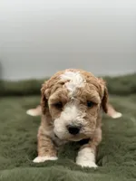 Lincoln , a male Maltipoo for sale in Mayfield, KY – Photo 4 of 10