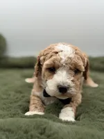 Lincoln , a male Maltipoo for sale in Mayfield, KY – Photo 5 of 10