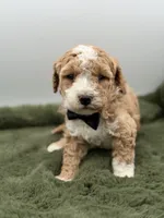 Lincoln , a male Maltipoo for sale in Mayfield, KY – Photo 8 of 10