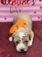 Orange, a male Maltipoo for sale in Mayfield, KY – Photo 4 of 10