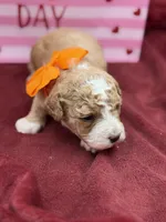 Orange, a male Maltipoo for sale in Mayfield, KY – Photo 7 of 10