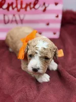 Orange, a male Maltipoo for sale in Mayfield, KY – Photo 5 of 10