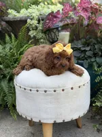 Robin, a female Cavapoo for sale in Mayfield, KY – 10 of 10