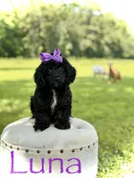 Luna, a female Cavapoo for sale in Mayfield, KY – 7 of 10
