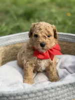 Bentley , a male Cavapoo for sale in Mayfield, KY – Photo 4 of 5