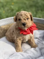 Bentley , a male Cavapoo for sale in Mayfield, KY – Photo 3 of 5